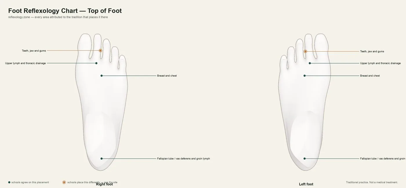 Foot Chart — Top of the Foot