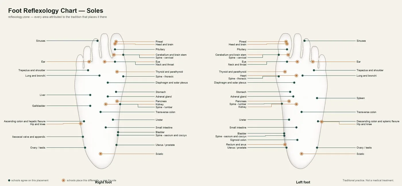 Foot Reflexology Chart — Soles