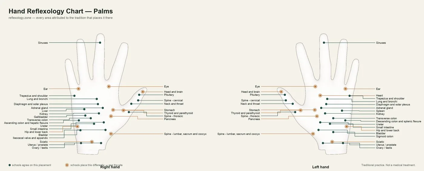 Hand Reflexology Chart — Palms